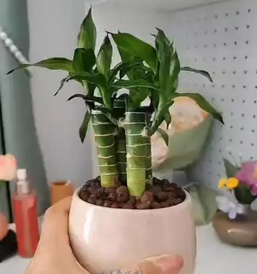 步步高怎样养才能茂盛？（打造营养丰富的土壤让步步高茁壮成长）