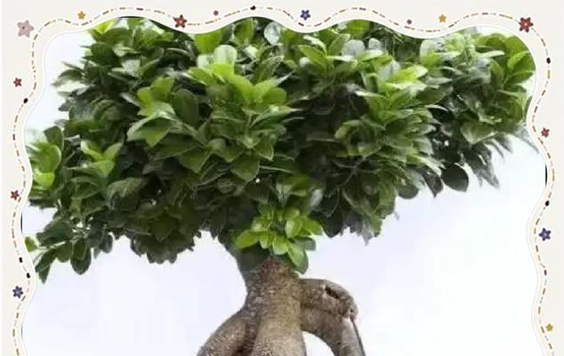 人参养殖方法详解（以栽培技巧为关键，让您轻松打造高产优质的人参园）