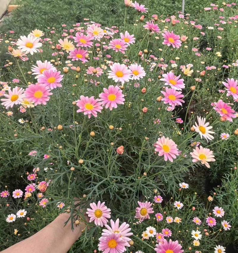 玛格丽特冬季开花之奇迹（探寻玛格丽特冬季开花的秘密与技巧）