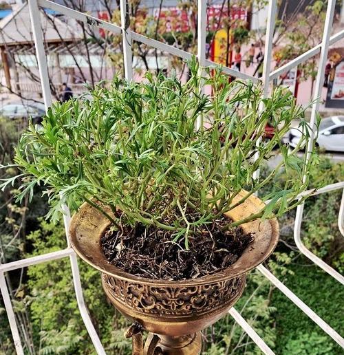玛格丽特冬季开花之奇迹（探寻玛格丽特冬季开花的秘密与技巧）