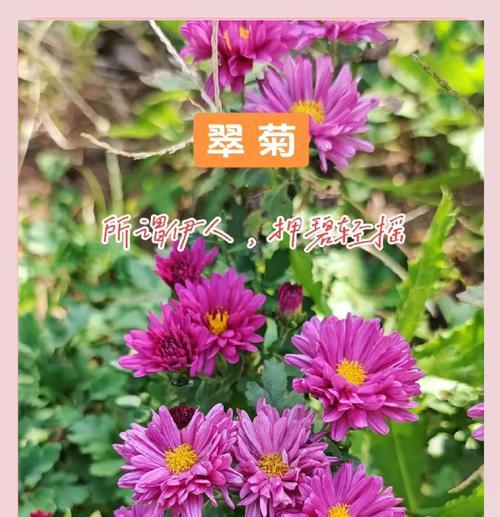 翠菊是多年生还是一年生植物？解析它的生长习性与栽培技巧（多年生翠菊不同于一年生种类，须掌握栽培技巧，才能让其长寿不衰）