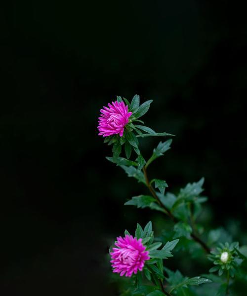 翠菊是多年生还是一年生植物？解析它的生长习性与栽培技巧（多年生翠菊不同于一年生种类，须掌握栽培技巧，才能让其长寿不衰）