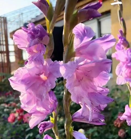 剑兰花的开花期是多久时间？