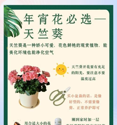 天竺葵的喜肥及施肥技巧（了解天竺葵的营养需求，用正确的肥料来满足它们）
