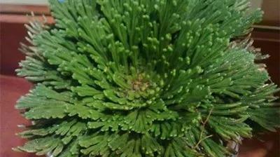 九死还魂草的养殖与注意事项（掌握养殖技巧，让九死还魂草健康成长）
