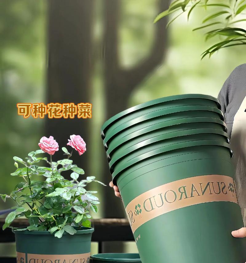 加仑盆的植物种植指南（打造属于自己的小型绿色空间，）