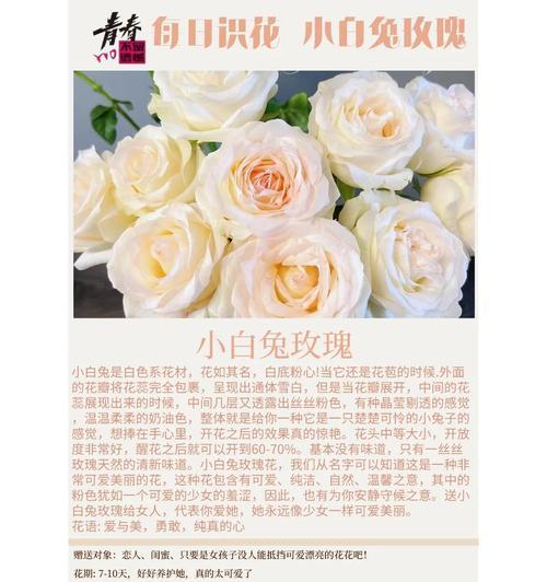 小玫瑰花家庭养护指南（容易上手，让你打造出美丽花园）