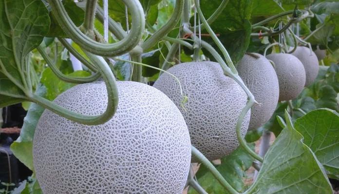 哈密瓜的种植与生长（从选地到收割，掌握这些关键点）