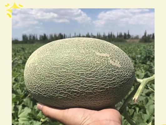 哈密瓜的种植与生长（从选地到收割，掌握这些关键点）