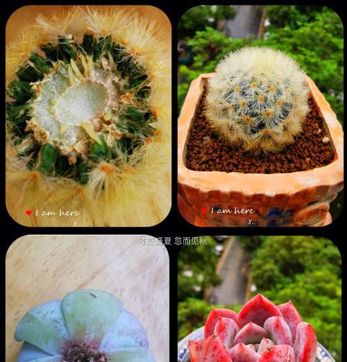 多肉换盆后必须浇水吗？（多肉换盆后浇水的正确方法）