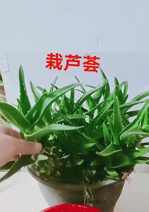 如何让盆栽芦荟能更旺盛？（盆栽芦荟养护技巧及注意事项）