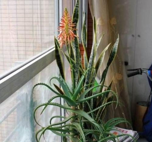 如何让盆栽芦荟能更旺盛？（盆栽芦荟养护技巧及注意事项）