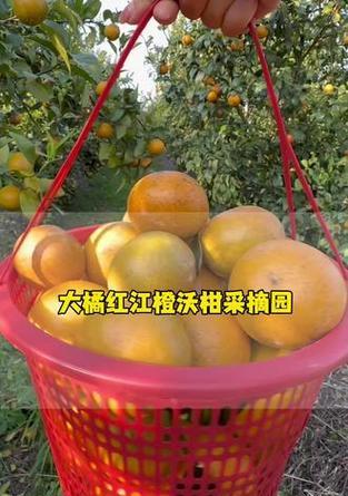 红江橙的成熟期及品质鉴别（了解红江橙，享受健康生活）