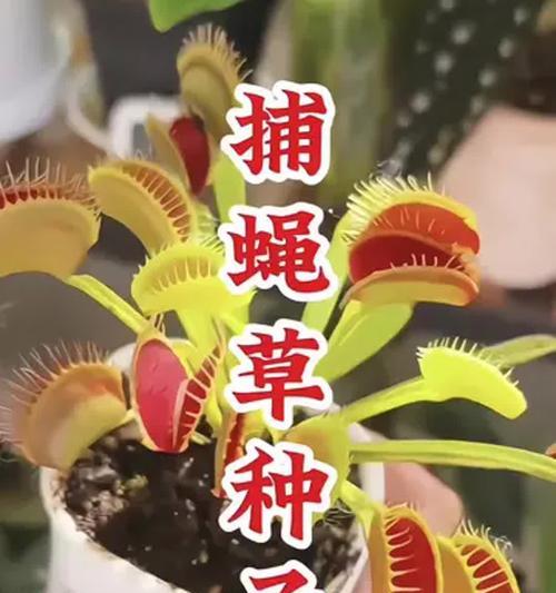 捕蝇草种子的种植方法（轻松掌握，让你轻松培育捕蝇草）