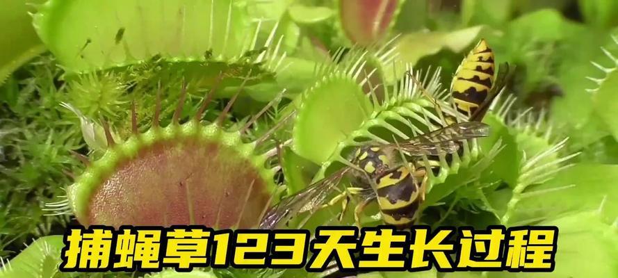 捕蝇草种子的种植方法（轻松掌握，让你轻松培育捕蝇草）