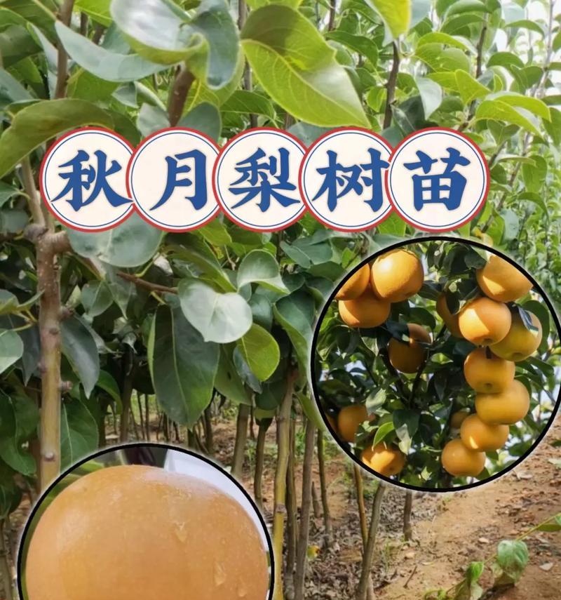 梨树移栽秋季的正确方法（秋季移栽梨树的注意事项与技巧）