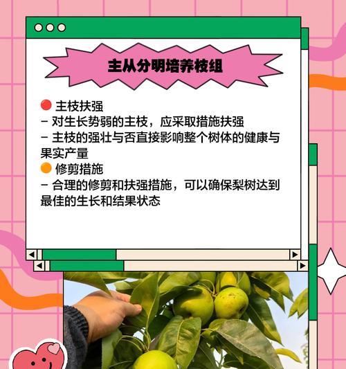 梨树移栽秋季的正确方法（秋季移栽梨树的注意事项与技巧）