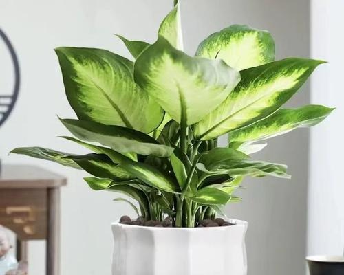 适合学生种植的植物（选择易养活、有益身心的植物）