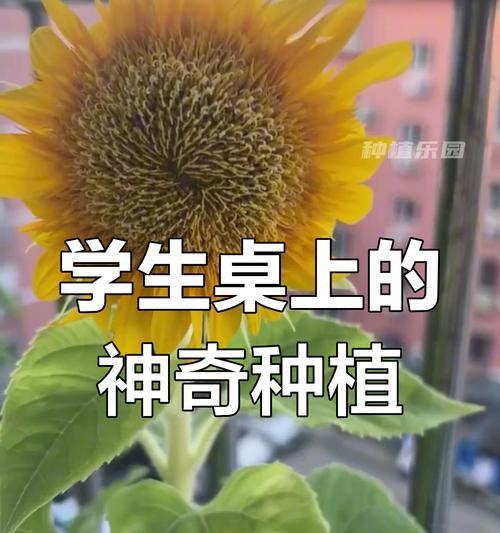 适合学生种植的植物(选择易养活、有益身心的植物) 适合学生种植的植物(选择易养活、有益身心的植物)