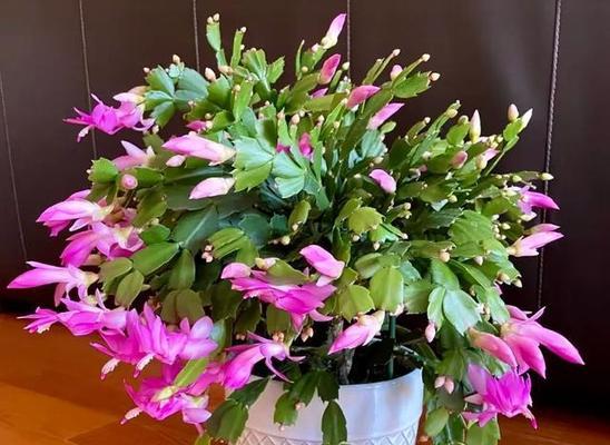 冬日送花，什么花最合适？（寻找适合冬季送花的好选择）