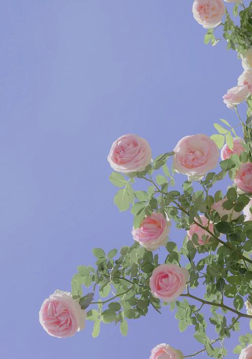 冬日送花，什么花最合适？（寻找适合冬季送花的好选择）
