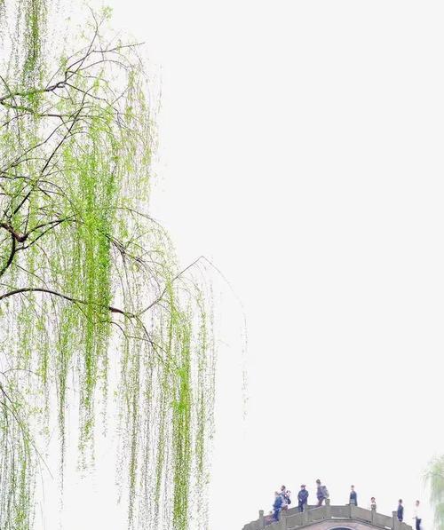 垂柳——水生植物的代表（垂柳的生长环境、特点及应用）