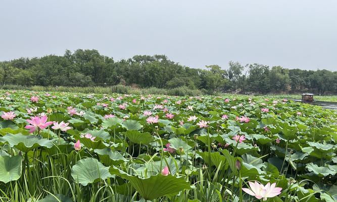 垂柳——水生植物的代表（垂柳的生长环境、特点及应用）
