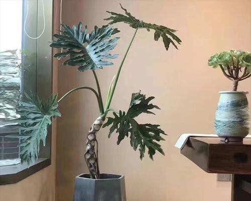 春羽老桩的养殖方法与养护事项（如何科学地养护春羽老桩，提高其生长速度与生产效益）