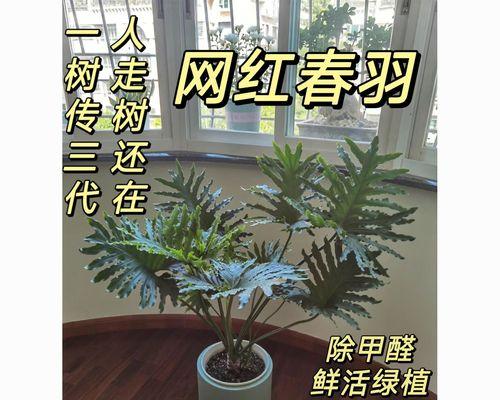 春羽老桩的养殖方法与养护事项（如何科学地养护春羽老桩，提高其生长速度与生产效益）