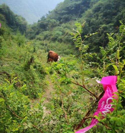 可乐浇杜鹃花的真相（揭开杜鹃花可乐浇水的真相，为您的花园做出正确选择）