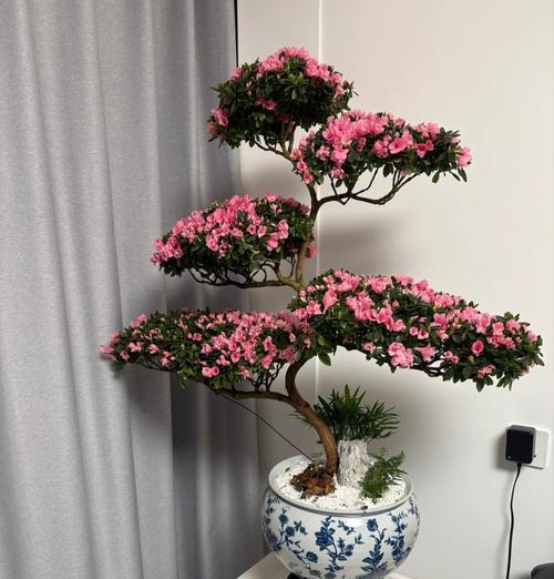 可乐浇杜鹃花的真相（揭开杜鹃花可乐浇水的真相，为您的花园做出正确选择）