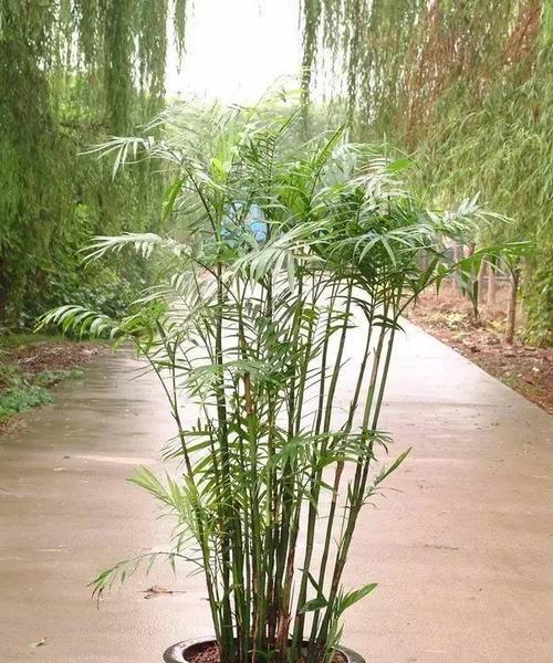 宝宝房间的理想选择——凤尾竹能不能晒太阳？（了解凤尾竹的生长习性，合理安放宝宝房间的植物环境）