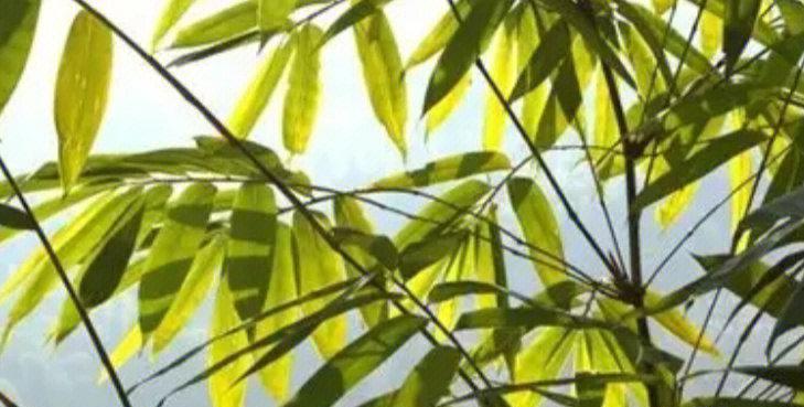 宝宝房间的理想选择——凤尾竹能不能晒太阳？（了解凤尾竹的生长习性，合理安放宝宝房间的植物环境）