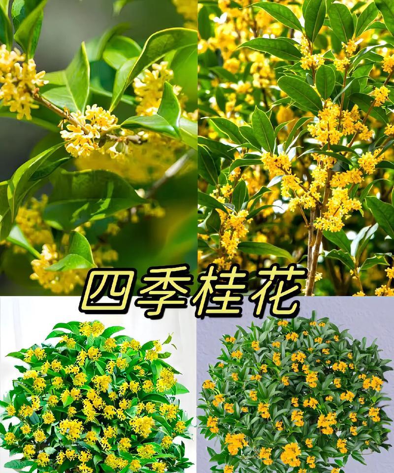 四季桂花开放时间及习性（桂花的四季美丽，如何欣赏）