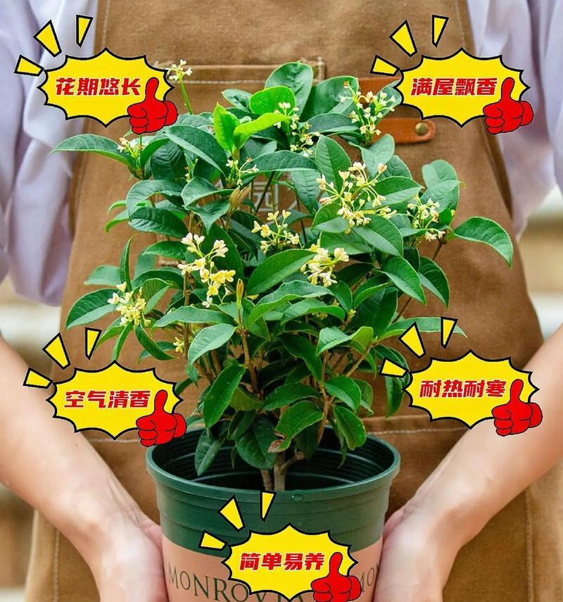 四季桂花开放时间及习性（桂花的四季美丽，如何欣赏）