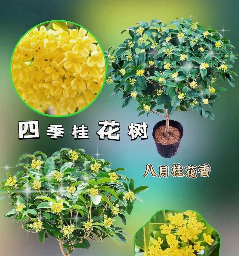 四季桂花开放时间及习性（桂花的四季美丽，如何欣赏）