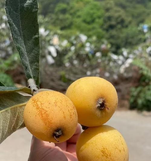 揭秘十大枇杷品种排名，哪个最好？（探寻枇杷之王，品味不同口感）