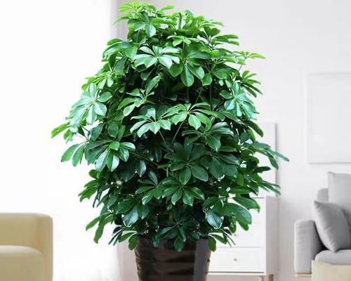 揭秘发财树和鸭掌木的不同之处（发财树与鸭掌木的生长环境、形态特征、种植方式对比）