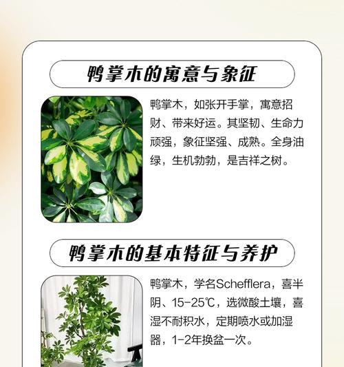 揭秘发财树和鸭掌木的不同之处（发财树与鸭掌木的生长环境、形态特征、种植方式对比）