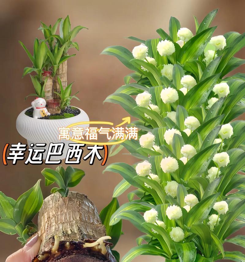 让巴西木更好看的花盆选择（优雅、实用、透气——巴西木花盆的关键要素）
