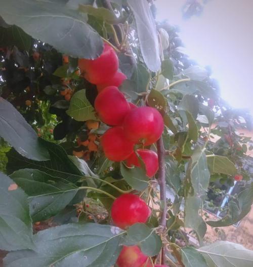 沙果的成熟时间与收获技巧（掌握沙果成熟的关键，让你轻松收获）