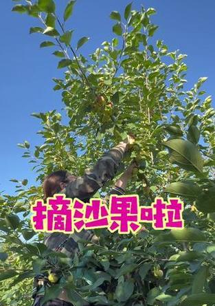 沙果的成熟时间与收获技巧（掌握沙果成熟的关键，让你轻松收获）