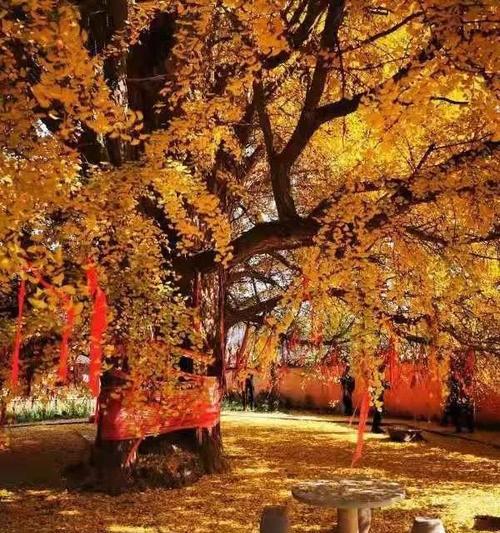 寺院中种什么树最合适？（探究寺院种植树木的意义及方法）