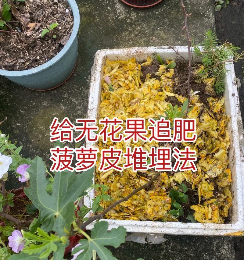 无花果树开花样子及相关知识