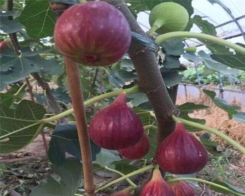 无花果树开花样子及相关知识