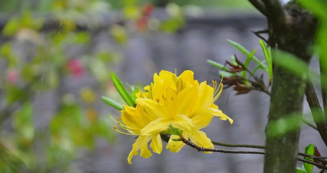 杜鹃花的养护与喜阳特性（杜鹃花的日照需求及阳光浴养护技巧）