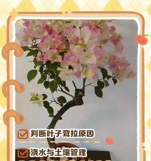 三角梅病虫害防治技术措施（打造健康三角梅，远离病虫害困扰）