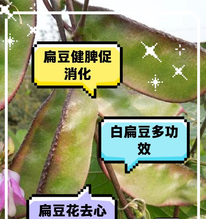 扁豆种植时间的选择与技巧（优质扁豆从种子到收获的完美策略）