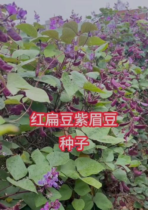 扁豆种植时间的选择与技巧（优质扁豆从种子到收获的完美策略）