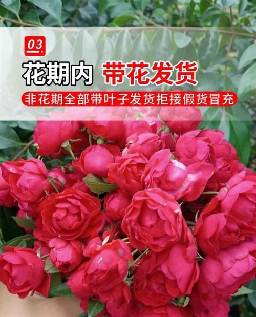 揭秘木香花生长的奥秘（揭秘木香花生长的奥秘）